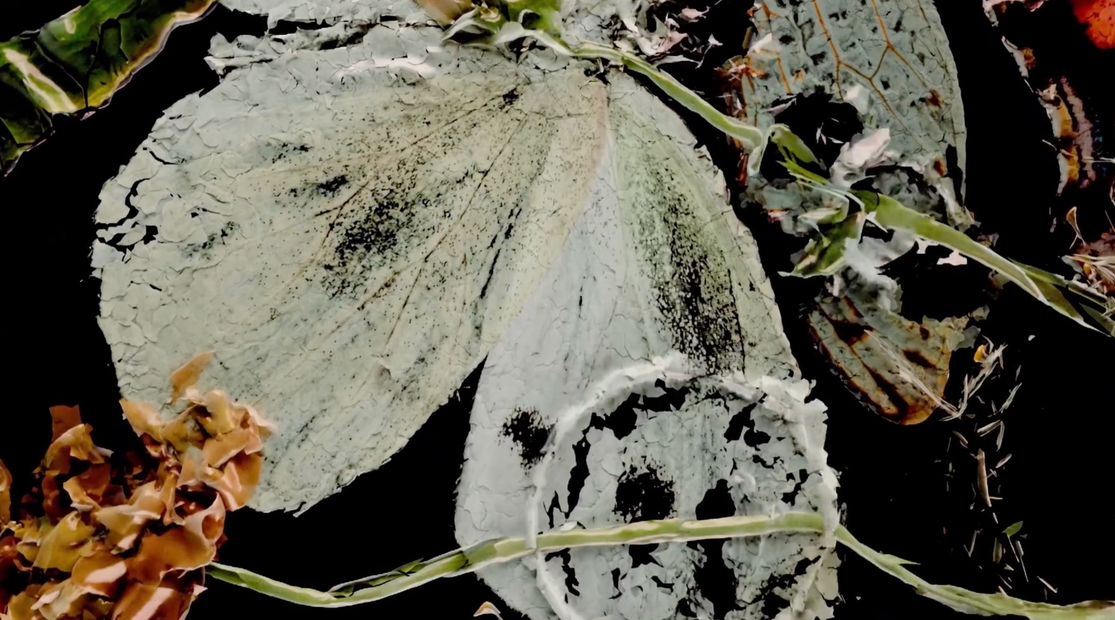 Still Life image documentation.